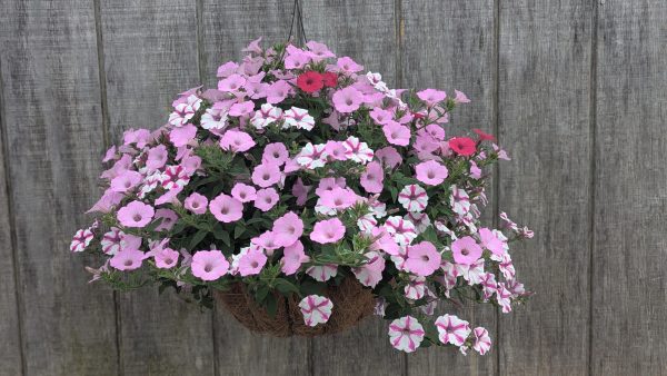 Hanging basket densely packed with pink and white petunias against a weathered wooden background.