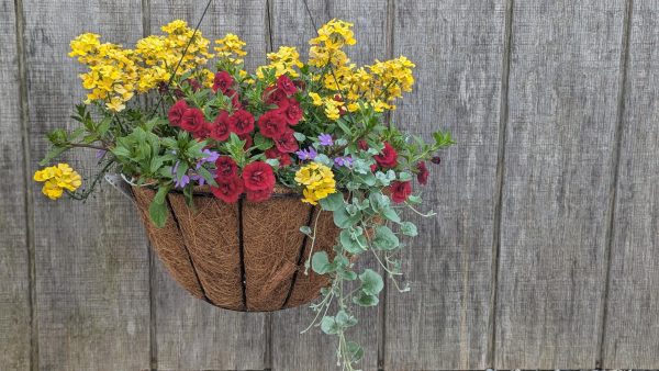 Hanging flower basket with bright yellow and deep red blooms, and trailing green and silvery foliage, mounted against a weathered wooden fence.