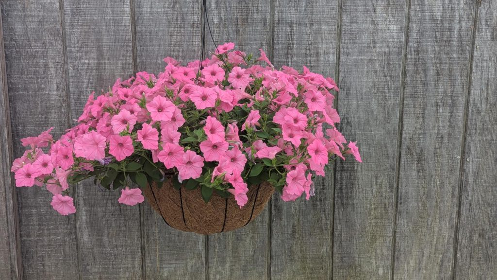 14″ Hanging Basket – Solid Colors - Grasshopper Gardens