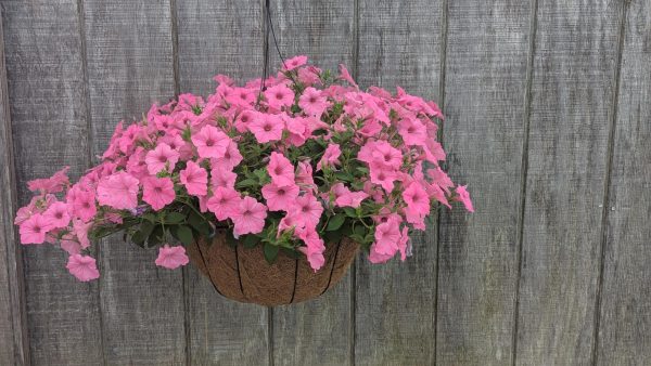 Pink petunias spilling from a hanging basket in front of a weathered wooden fence, with green leaves peeking through.