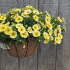 Yellow petunia flowers spilling from a hanging wicker basket mounted against a weathered wooden fence, with green foliage visible