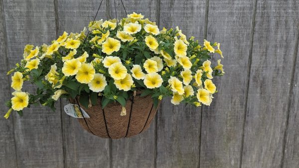 Yellow petunia flowers spilling from a hanging wicker basket mounted against a weathered wooden fence, with green foliage visible