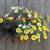 Hanging basket filled with yellow and white petunias, pink blooms, and dark burgundy leaves against a weathered wooden fence