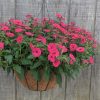 Hanging basket of bright pink petunias against a weathered wooden fence.