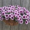Hanging basket full of pink petunia flowers with dark centers, against a wooden fence.