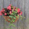 Hanging basket with pink begonias and trailing variegated ivy against a weathered wooden fence.