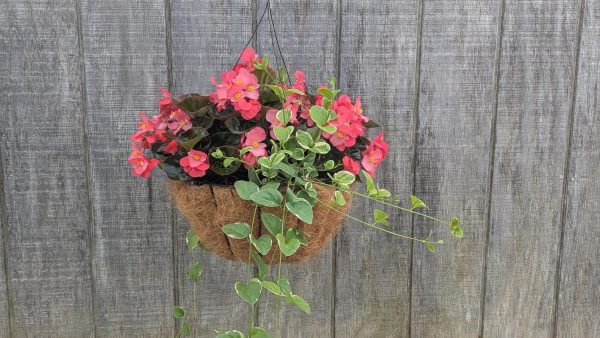 Hanging basket with pink begonias and trailing variegated ivy against a weathered wooden fence.