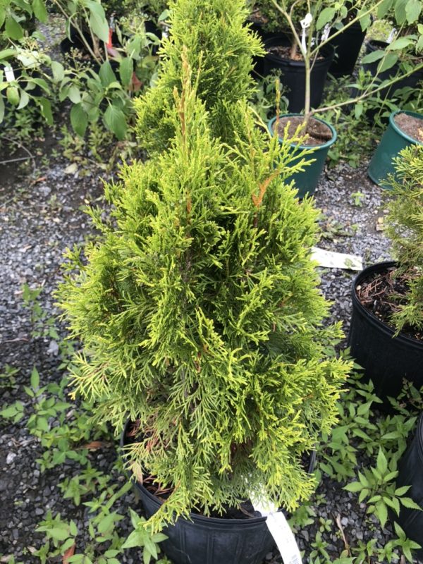 Potted evergreen conifer with bright lime-green, feathery foliage in a nursery yard