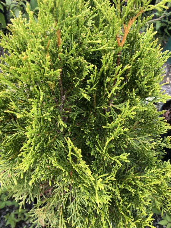 Close-up of a conifer shrub with bright yellow-green new growth at the tips.
