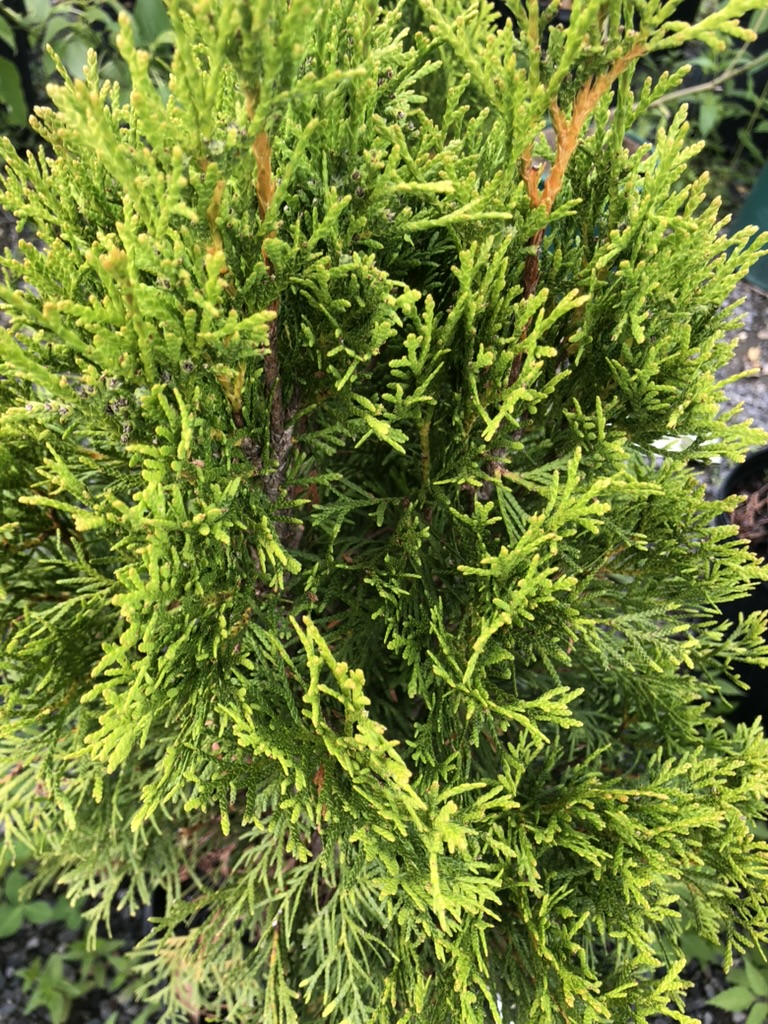 Emerald Green Arborvitae - Grasshopper Gardens