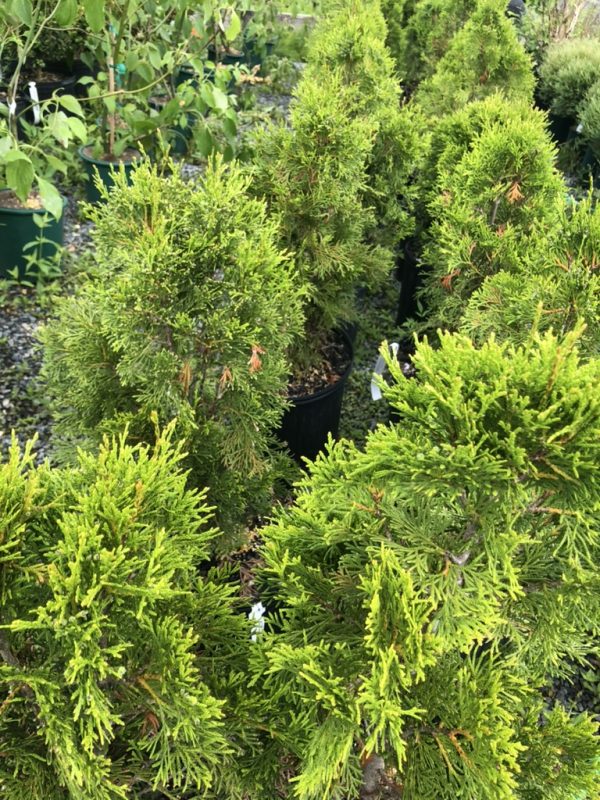 Dense evergreen conifers in pots with bright green needles, arranged in a garden center.