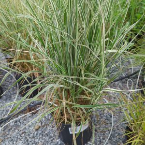 Overdam Feather Reed Grass