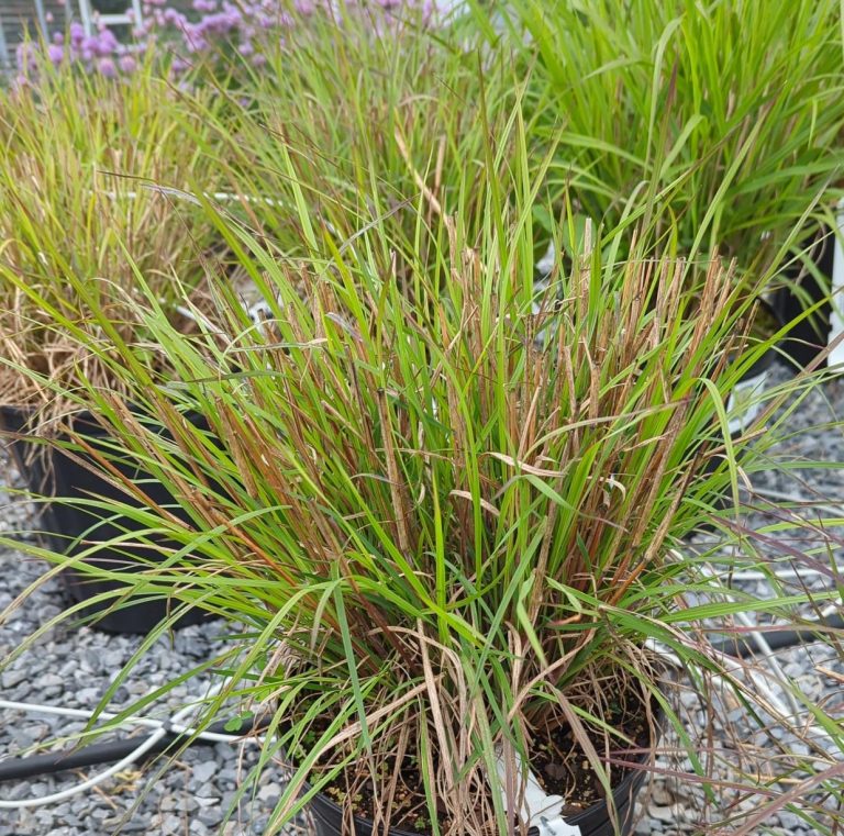 The Blues – Little Bluestem