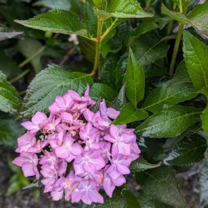 Let's Dance Can Do Hydrangea