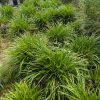big leaf sedge