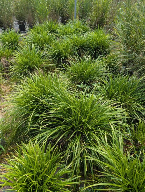 big leaf sedge