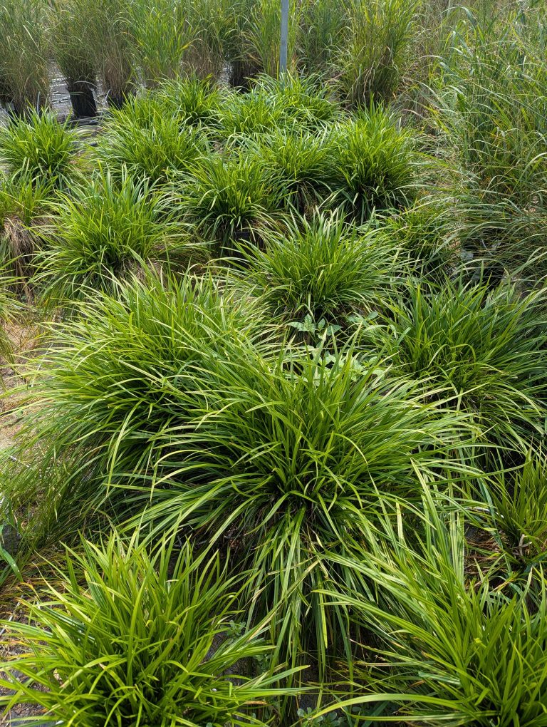 Big Leaf Sedge