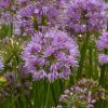 Close-up of pink allium flowers forming globe-shaped clusters among green stems in a garden bed.