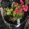 Pink begonia flowers and green leaves in a black plastic planter, with small beige pebbles on the soil edge.