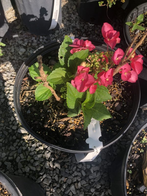 Pink begonia flowers and green leaves in a black plastic planter, with small beige pebbles on the soil edge.