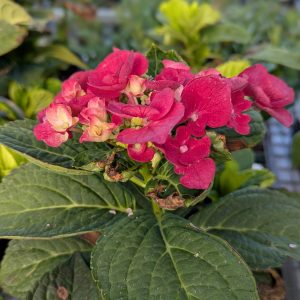 Cherry Explosion Hydrangea