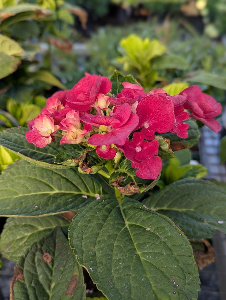 Cherry Explosion Hydrangea