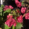 Pink hydrangea flowers with green leaves in a garden pot, sunny day light and soil visible nearby.