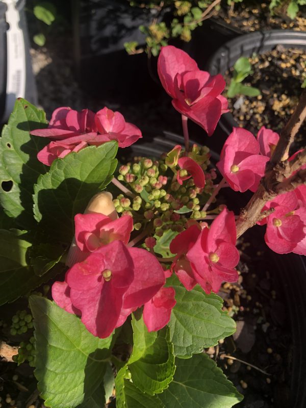 Pink hydrangea flowers with green leaves in a garden pot, sunny day light and soil visible nearby.