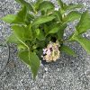 Hydrangea plant with green leaves and pink blossoms in a pot on gravel ground, close-up view.