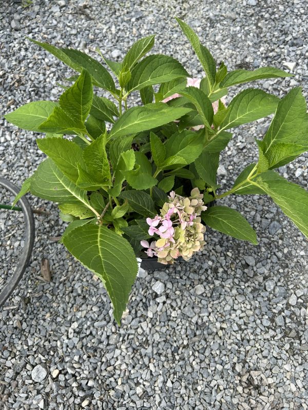 Hydrangea plant with green leaves and pink blossoms in a pot on gravel ground, close-up view.