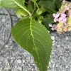 Close-up of a green serrated leaf with pink hydrangea blossoms to the right.