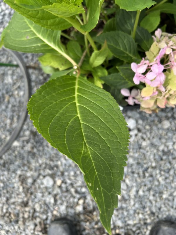 Close-up of a green serrated leaf with pink hydrangea blossoms to the right.