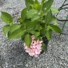 Potted hydrangea with pink blossoms and bright green leaves on a gravel surface.