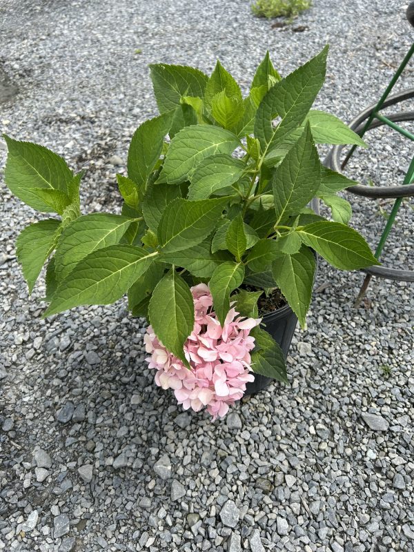 Potted hydrangea with pink blossoms and bright green leaves on a gravel surface.