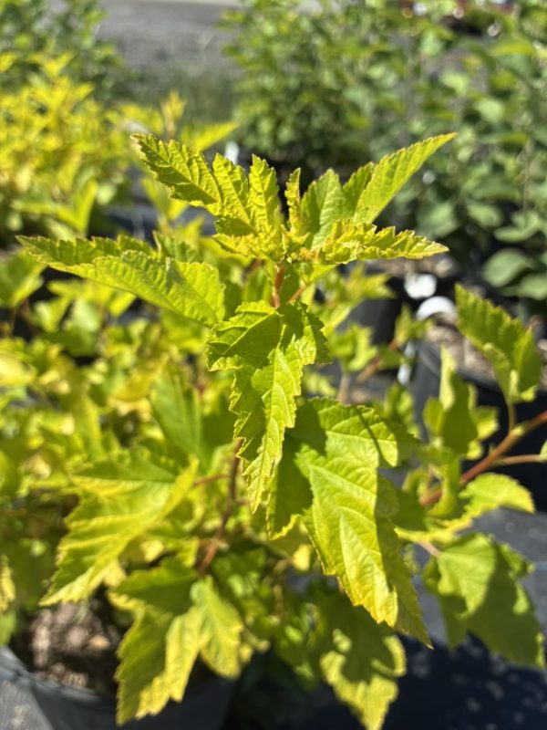 Close-up of a young potted plant with bright lime-green, serrated leaves in sunlight.