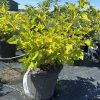 Potted shrub with bright yellow-green leaves in a black plastic pot at a plant nursery, tag visible on pot edge.