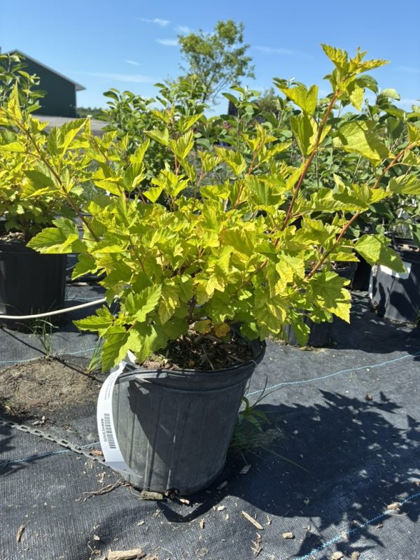 Potted shrub with bright yellow-green leaves in a black plastic pot at a plant nursery, tag visible on pot edge.