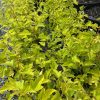 Bright yellow-green maple shrubs with lobed leaves in black nursery pots on gravel