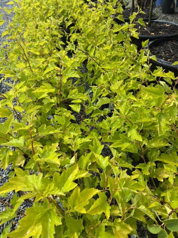 Bright yellow-green maple shrubs with lobed leaves in black nursery pots on gravel
