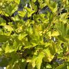 Close-up of a deciduous shrub with bright lime-green, serrated leaves on reddish stems in sunlight.