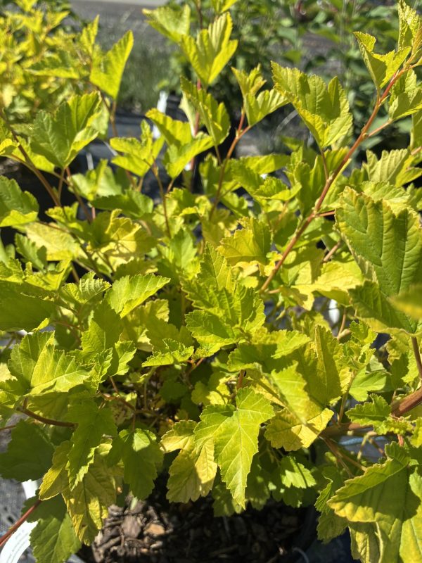 Close-up of a deciduous shrub with bright lime-green, serrated leaves on reddish stems in sunlight.