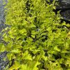 Yellow-green ornamental shrub with lobed leaves in plastic pots on gravel at a nursery.