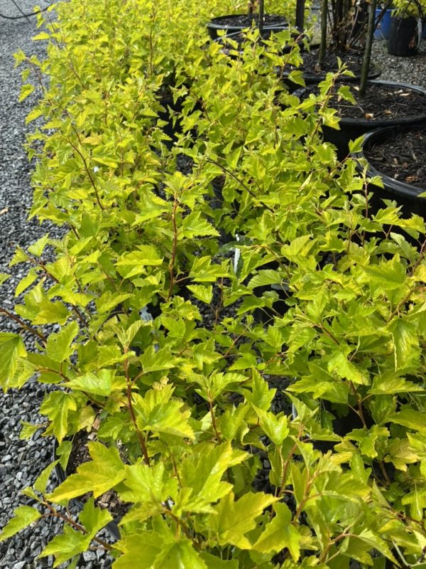 Yellow-green ornamental shrub with lobed leaves in plastic pots on gravel at a nursery.