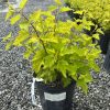 Young lobed-leaf shrub in a black nursery pot on gravel, bright yellow-green leaves and a plant tag visible.