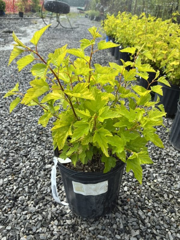 Young lobed-leaf shrub in a black nursery pot on gravel, bright yellow-green leaves and a plant tag visible.