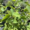 Close-up of bright green serrated leaves on a young shrub, stems visible, nursery pots blurred in the background
