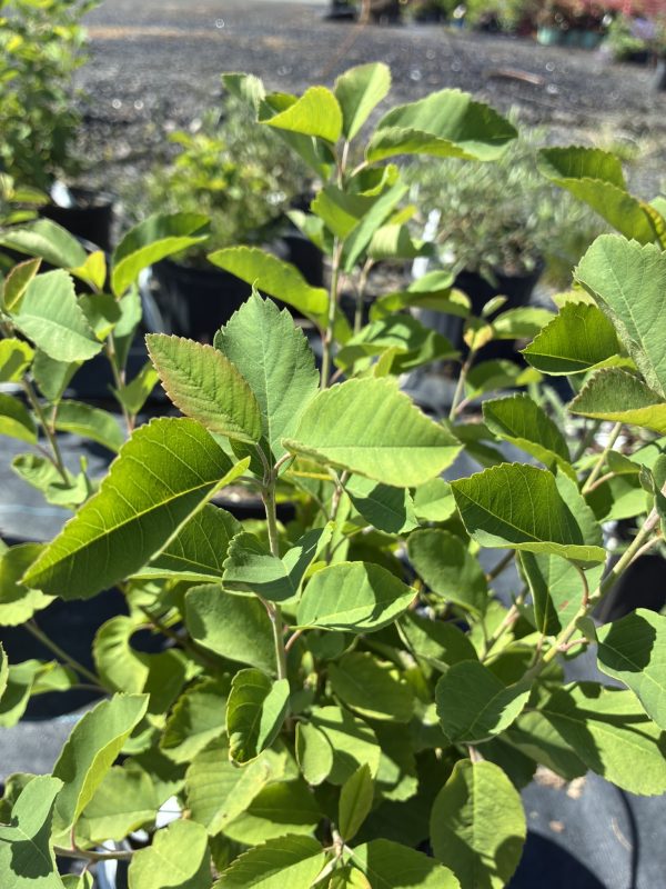 Close-up of bright green serrated leaves on a young shrub, stems visible, nursery pots blurred in the background