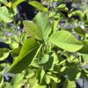 Close-up of vibrant green leaves with serrated edges on a woody stem in bright sunlight