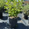 Young leafy shrub in a black nursery pot, outdoors on black ground fabric with other potted plants nearby