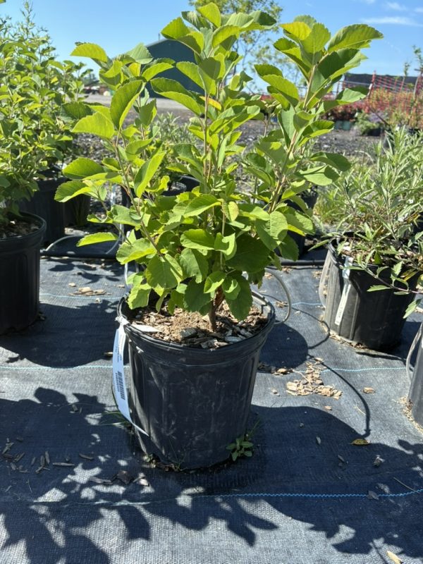 Young leafy shrub in a black nursery pot, outdoors on black ground fabric with other potted plants nearby
